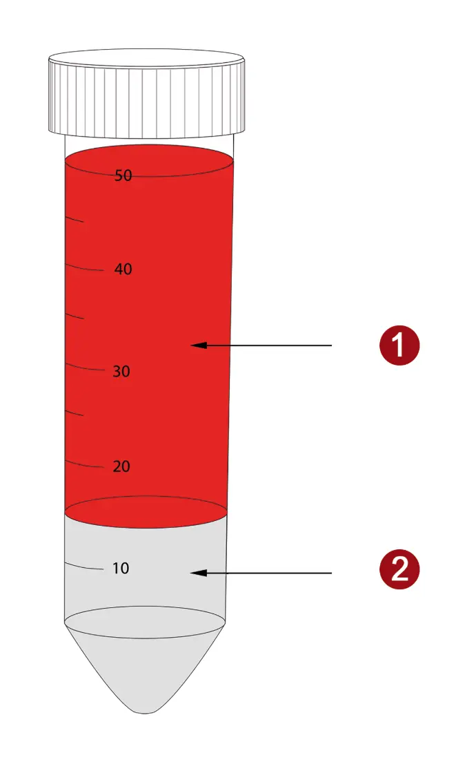 Präparation von PBMC mit PBMC Spin Medium. Das Probenmaterial (1) wird vorsichtig auf ein das PBMC Spin Medium (2) gegeben.